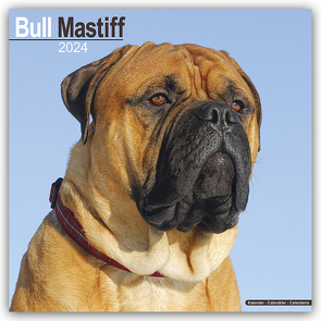 Bull Mastiff 2024 – 16-Monatskalender