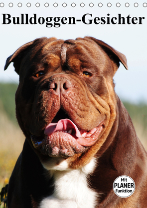 Bulldoggen-Gesichter (Tischkalender 2021 DIN A5 hoch) von Stanzer,  Elisabeth