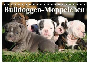 Bulldoggen-Moppelchen (Tischkalender 2024 DIN A5 quer), CALVENDO Monatskalender von Stanzer,  Elisabeth