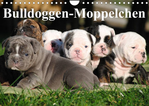 Bulldoggen-Moppelchen (Wandkalender 2023 DIN A4 quer) von Stanzer,  Elisabeth