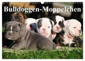 Bulldoggen-Moppelchen (Wandkalender 2024 DIN A3 quer), CALVENDO Monatskalender von Stanzer,  Elisabeth