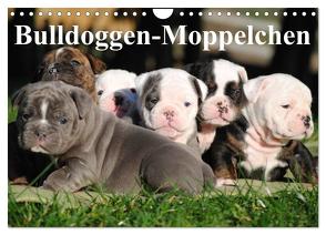 Bulldoggen-Moppelchen (Wandkalender 2024 DIN A4 quer), CALVENDO Monatskalender von Stanzer,  Elisabeth