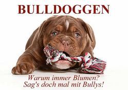 BULLDOGGEN. Warum immer Blumen? Sag’s doch mal mit Bullys! (Posterbuch DIN A2 quer) von Stanzer,  Elisabeth