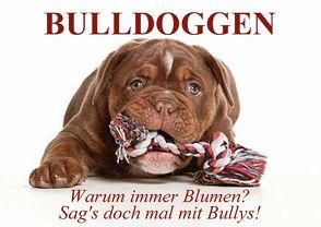 BULLDOGGEN. Warum immer Blumen? Sag’s doch mal mit Bullys! (Posterbuch DIN A3 quer) von Stanzer,  Elisabeth