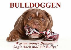 BULLDOGGEN. Warum immer Blumen? Sag’s doch mal mit Bullys! (Posterbuch DIN A4 quer) von Stanzer,  Elisabeth