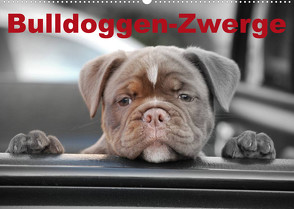 Bulldoggen-Zwerge (Wandkalender 2023 DIN A2 quer) von Stanzer,  Elisabeth