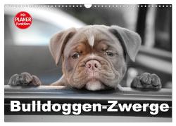 Bulldoggen-Zwerge (Wandkalender 2024 DIN A3 quer), CALVENDO Monatskalender von Stanzer,  Elisabeth