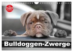 Bulldoggen-Zwerge (Wandkalender 2024 DIN A4 quer), CALVENDO Monatskalender von Stanzer,  Elisabeth