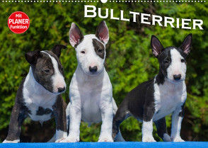 Bullterrier (Wandkalender 2022 DIN A2 quer) von Bullterrier