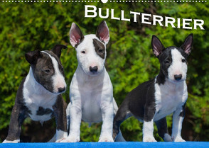 Bullterrier (Wandkalender 2022 DIN A2 quer) von Bullterrier