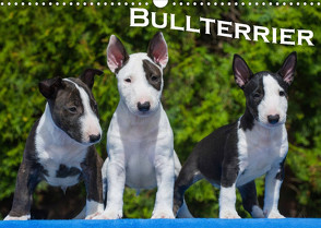 Bullterrier (Wandkalender 2022 DIN A3 quer) von Bullterrier