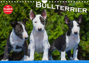 Bullterrier (Wandkalender 2022 DIN A4 quer) von Bullterrier