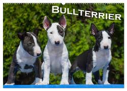 Bullterrier (Wandkalender 2024 DIN A2 quer), CALVENDO Monatskalender von Bullterrier,  Bullterrier