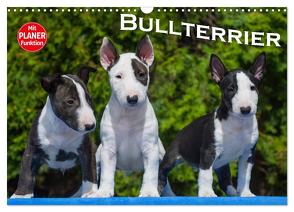 Bullterrier (Wandkalender 2024 DIN A3 quer), CALVENDO Monatskalender von Bullterrier,  Bullterrier