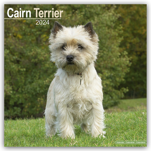 Cairn Terrier – Cairn Terrier 2024 – 16-Monatskalender