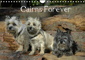 Cairns Forever (Wandkalender 2022 DIN A4 quer) von homwico