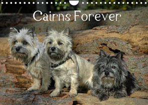 Cairns Forever (Wandkalender 2023 DIN A4 quer) von homwico