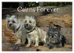 Cairns Forever (Wandkalender 2024 DIN A2 quer), CALVENDO Monatskalender von homwico,  homwico