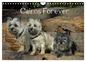 Cairns Forever (Wandkalender 2024 DIN A4 quer), CALVENDO Monatskalender von homwico,  homwico