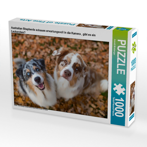 CALVENDO Puzzle Australian Shepherds schauen erwartungsvoll in die Kamera , gibt es ein Leckerchen? 1000 Teile Lege-Größe 64 x 48 cm Foto-Puzzle Bild von Annett Mirsberger