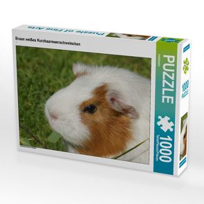 CALVENDO Puzzle Braun weißes Kurzhaarmeerschweinchen 1000 Teile Lege-Größe 64 x 48 cm Foto-Puzzle Bild von kattobello