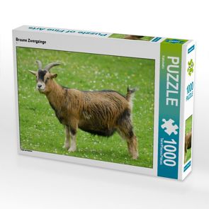 CALVENDO Puzzle Braune Zwergziege 1000 Teile Lege-Größe 64 x 48 cm Foto-Puzzle Bild von Kattobello