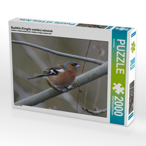 CALVENDO Puzzle Buchfink (Fringilla coelebs) männlich 2000 Teile Lege-Größe 90 x 67 cm Foto-Puzzle Bild von kattobello