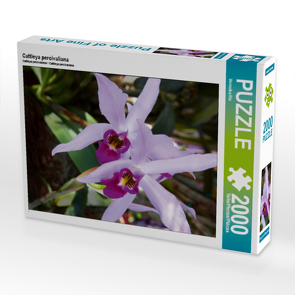 CALVENDO Puzzle Cattleya percivaliana 2000 Teile Lege-Größe 67 x 90 cm Foto-Puzzle Bild von Veronika Rix