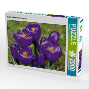 CALVENDO Puzzle Dunkel lila Krokusse (Crocus) 2000 Teile Lege-Größe 90 x 67 cm Foto-Puzzle Bild von kattobello