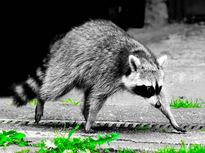 CALVENDO Puzzle Ein kleiner Waschbär in der Eifel 2000 Teile Lege-Größe 900 x 670 cm Foto-Puzzle Bild von Jean-Louis Glineur