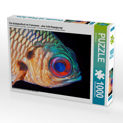 CALVENDO Puzzle Ein Soldatenfisch im Freiwasser – eine tolle Begegnung! 1000 Teile Lege-Größe 64 x 48 cm Foto-Puzzle Bild von Ute Niemann