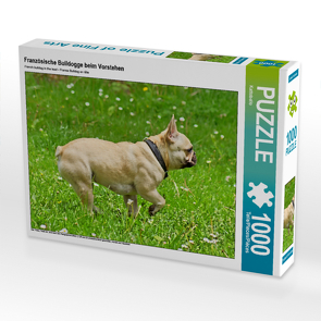 CALVENDO Puzzle Französische Bulldogge beim Vorstehen 1000 Teile Lege-Größe 64 x 48 cm Foto-Puzzle Bild von Kattobello