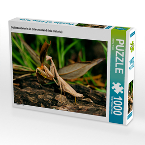 CALVENDO Puzzle Gottesanbeterin in Griechenland (Iris oratoria) 1000 Teile Lege-Größe 64 x 48 cm Foto-Puzzle Bild von Benny Trapp