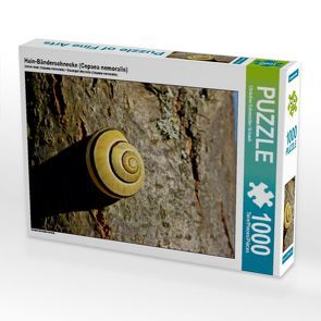 CALVENDO Puzzle Hain-Bänderschnecke (Cepaea nemoralis) 1000 Teile Lege-Größe 64 x 48 cm Foto-Puzzle Bild von Christine Schmutzler-Schaub von Schmutzler-Schaub,  Christine