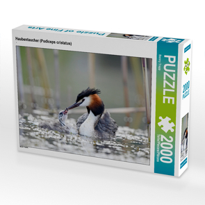 CALVENDO Puzzle Haubentaucher (Podiceps cristatus) 2000 Teile Lege-Größe 90 x 67 cm Foto-Puzzle Bild von Benny Trapp