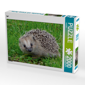 CALVENDO Puzzle Igel 2000 Teile Lege-Größe 90 x 67 cm Foto-Puzzle Bild von Kattobello