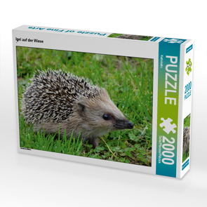 CALVENDO Puzzle Igel auf der Wiese 2000 Teile Lege-Größe 90 x 67 cm Foto-Puzzle Bild von Kattobello