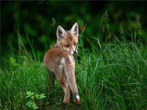 CALVENDO Puzzle Junger Fuchs 1000 Teile Lege-Größe 640 x 480 cm Foto-Puzzle Bild von Daniela Bertschi