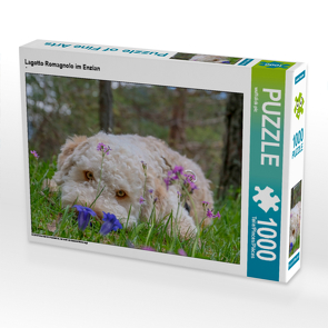 CALVENDO Puzzle Lagotto Romagnolo im Enzian 1000 Teile Lege-Größe 64 x 48 cm Foto-Puzzle Bild von wuffclick-pic