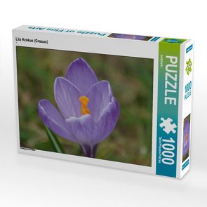 CALVENDO Puzzle Lila Krokus (Crocus) 1000 Teile Lege-Größe 64 x 48 cm Foto-Puzzle Bild von kattobello