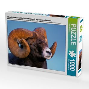 CALVENDO Puzzle Nahaufnahme eines Dickhorn Schafes mit imposantem Gehoern. 1000 Teile Lege-Größe 64 x 48 cm Foto-Puzzle Bild von ROLF KOPFLE