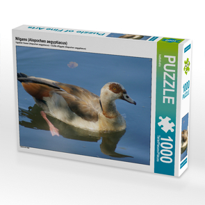 CALVENDO Puzzle Nilgans (Alopochen aegyptiacus) 1000 Teile Lege-Größe 64 x 48 cm Foto-Puzzle Bild von kattobello