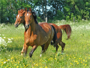 CALVENDO Puzzle Pferde – Kameraden mit vier Hufen 1000 Teile Lege-Größe 640 x 480 cm Foto-Puzzle Bild von Elke Laage