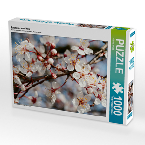 CALVENDO Puzzle Prunus cerasifera 1000 Teile Lege-Größe 64 x 48 cm Foto-Puzzle Bild von Gisela Kruse