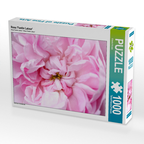 CALVENDO Puzzle Rosa ‚Fantin Latour‘ 1000 Teile Lege-Größe 64 x 48 cm Foto-Puzzle Bild von Gisela Kruse