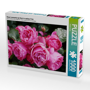 CALVENDO Puzzle Rose Leonardo da Vinci in sattem Pink 1000 Teile Lege-Größe 64 x 48 cm Foto-Puzzle Bild von Gisela Kruse