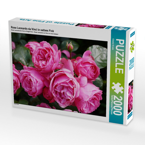 CALVENDO Puzzle Rose Leonardo da Vinci in sattem Pink 2000 Teile Lege-Größe 90 x 67 cm Foto-Puzzle Bild von Gisela Kruse