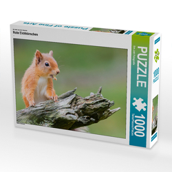 CALVENDO Puzzle Rote Eichhörnchen 1000 Teile Lege-Größe 64 x 48 cm Foto-Puzzle Bild von Em-Jott Fotografie