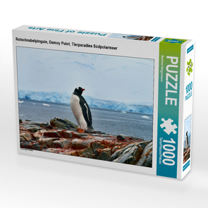 CALVENDO Puzzle Rotschnabelpinguin, Damoy Point, Tierparadies Südpolarmeer 1000 Teile Lege-Größe 64 x 48 cm Foto-Puzzle Bild von Manfred Bergermann