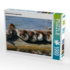 CALVENDO Puzzle Schlafende Gänsesäger Küken 1000 Teile Lege-Größe 64 x 48 cm Foto-Puzzle Bild von Kattobello